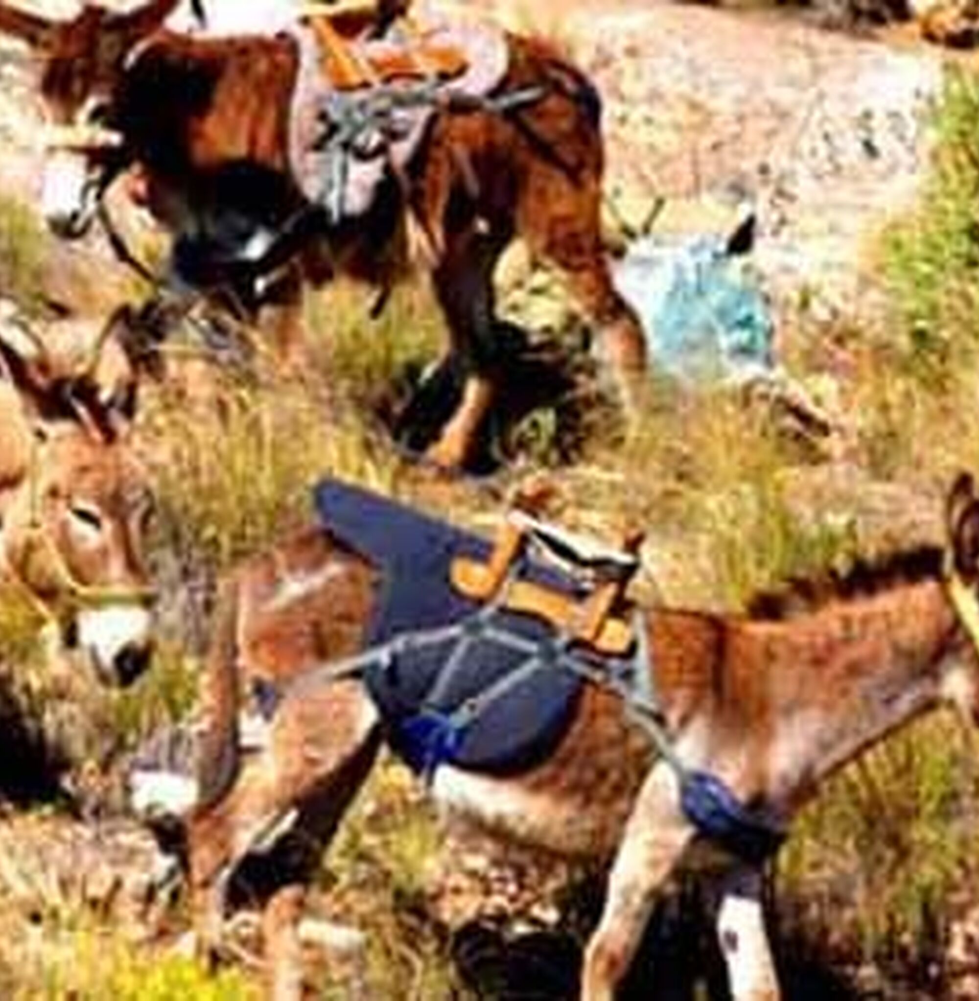 1448870335253 donkey