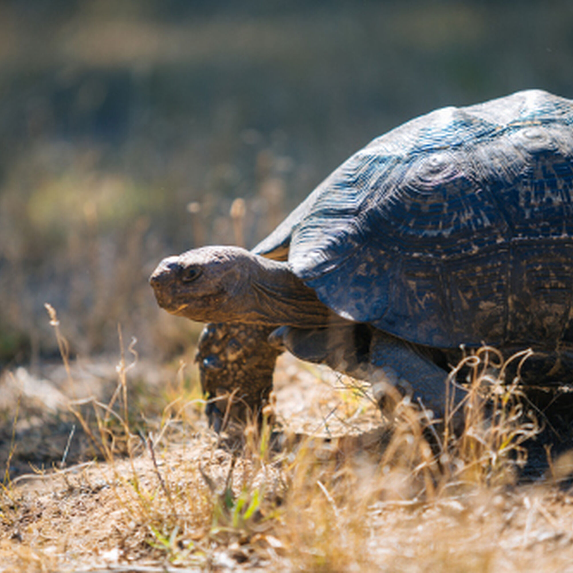 1491827503181 E Jxl Iqv E6f