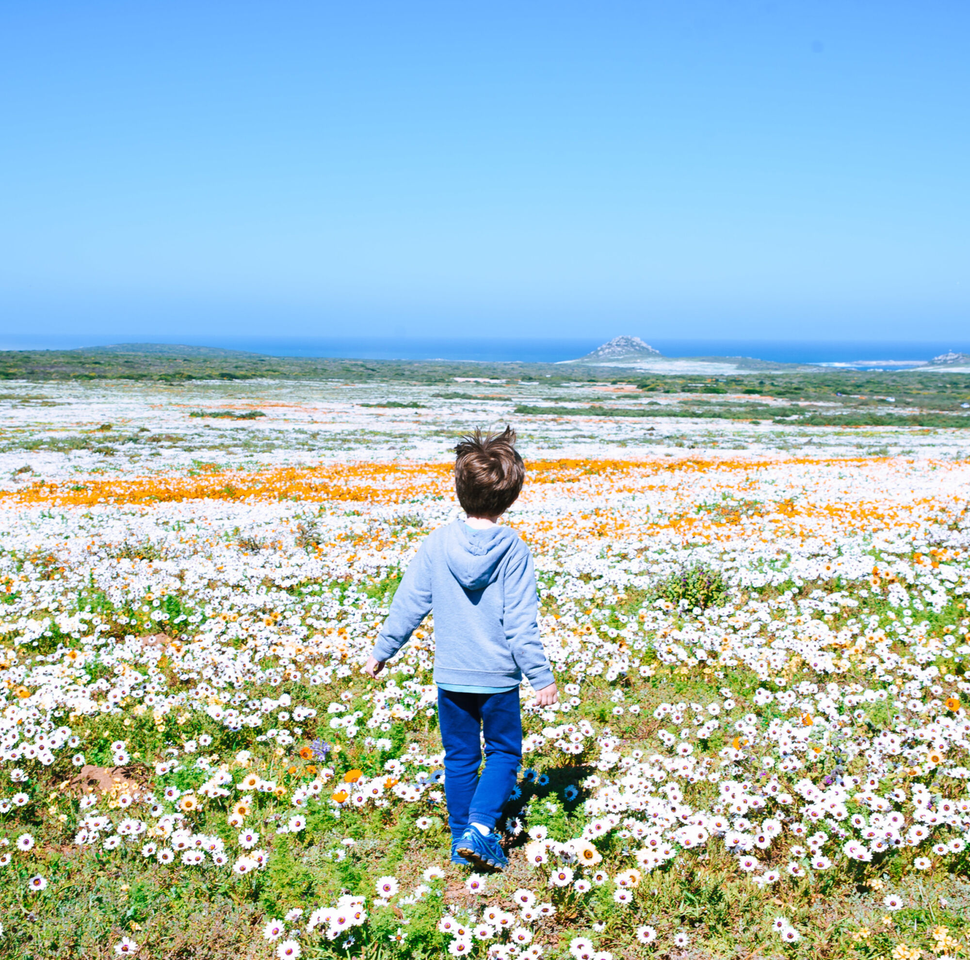 West coast flora cape town tourism 1