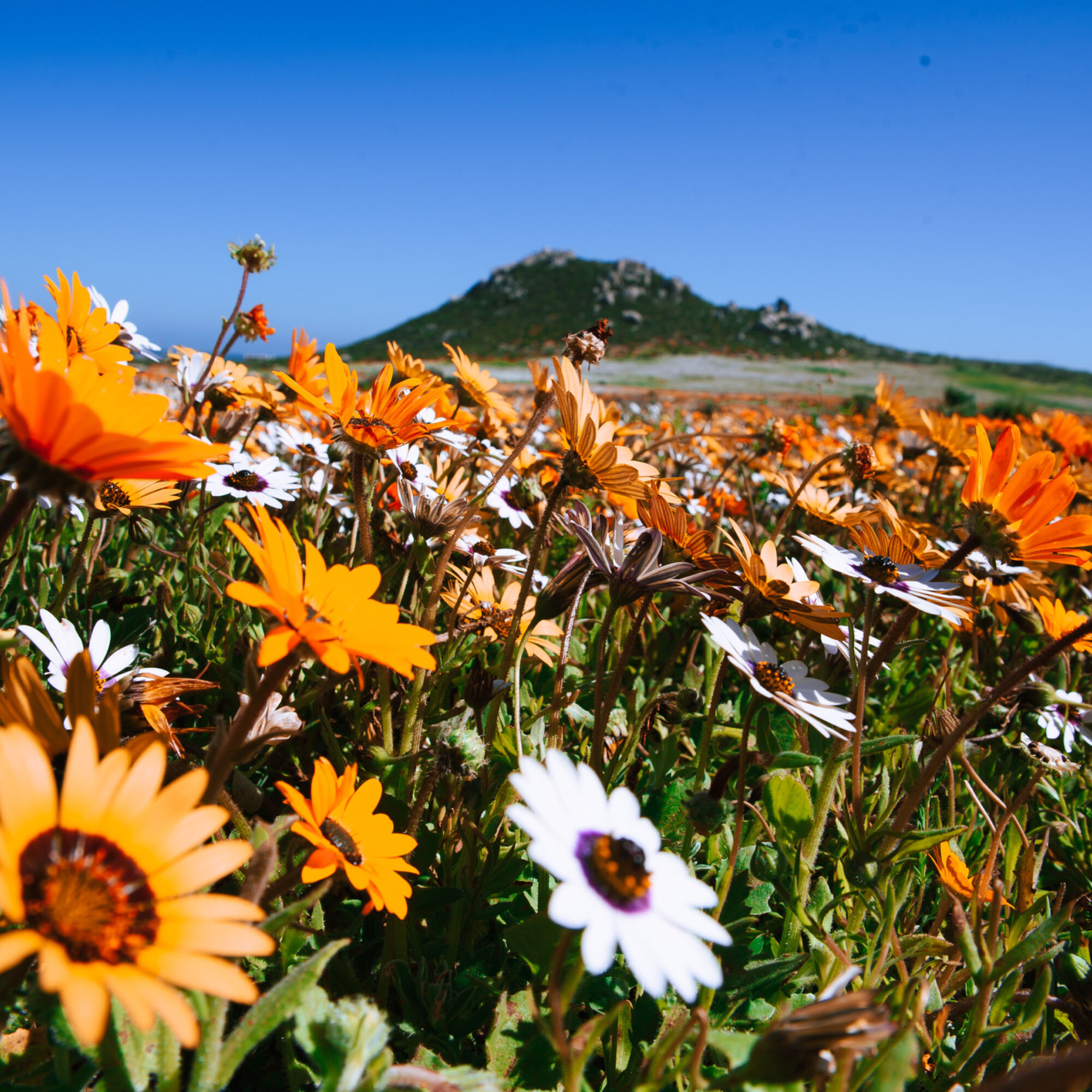 Wild Flowers at West Coast National Park