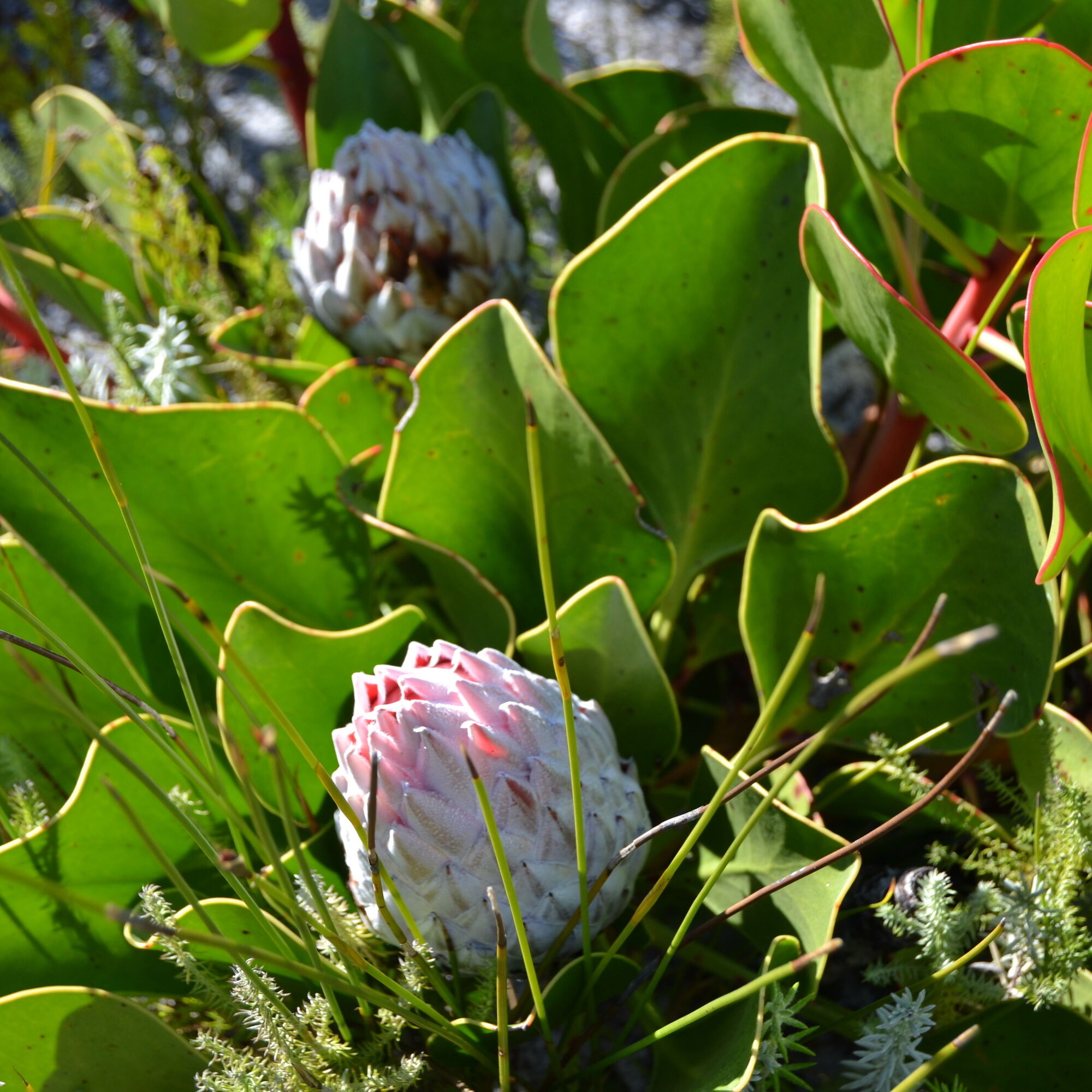 Pink Protea at Silvermine Nature Reserve Cape Town