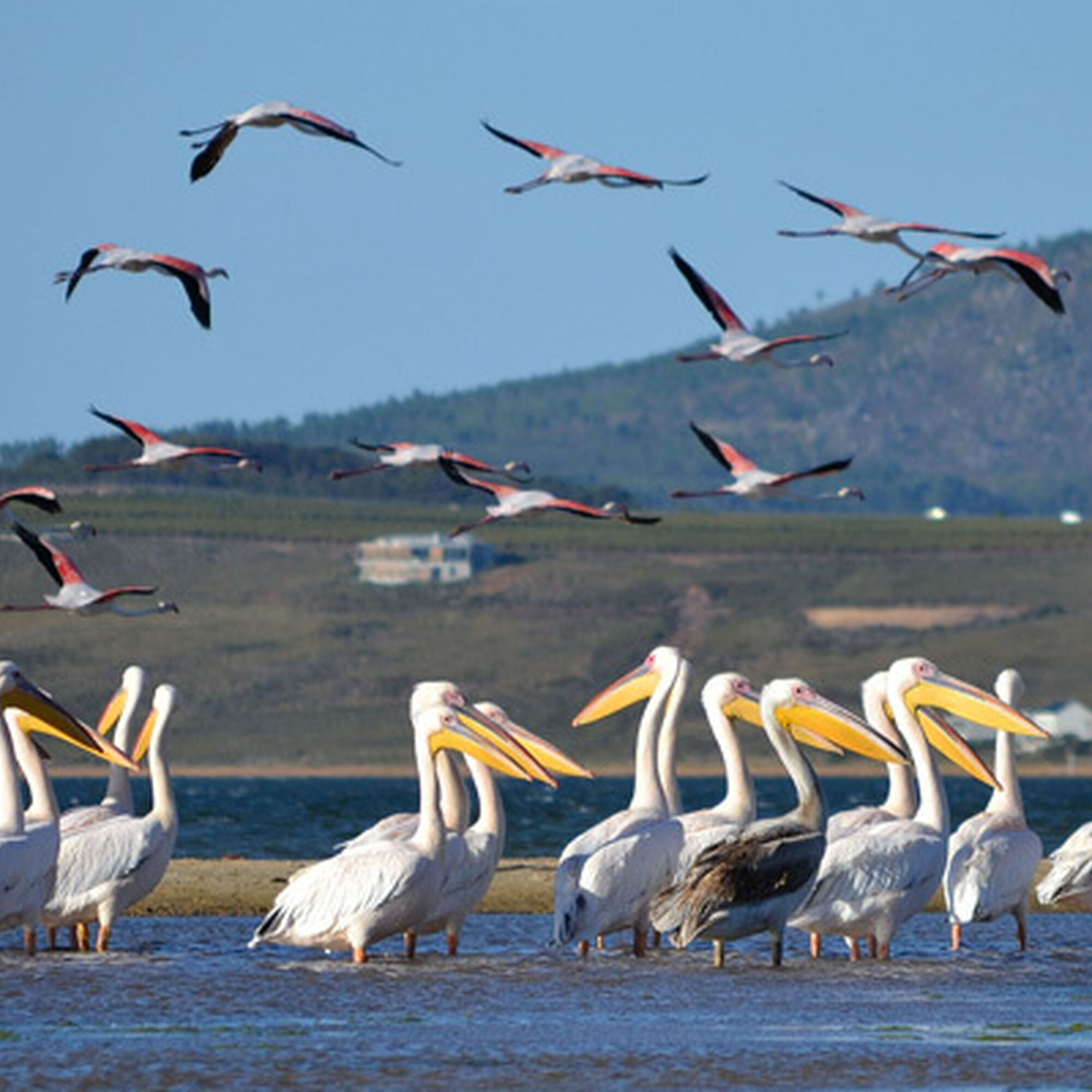 Benguela Lagoon Overberg Benguela Lagoon Overberg
