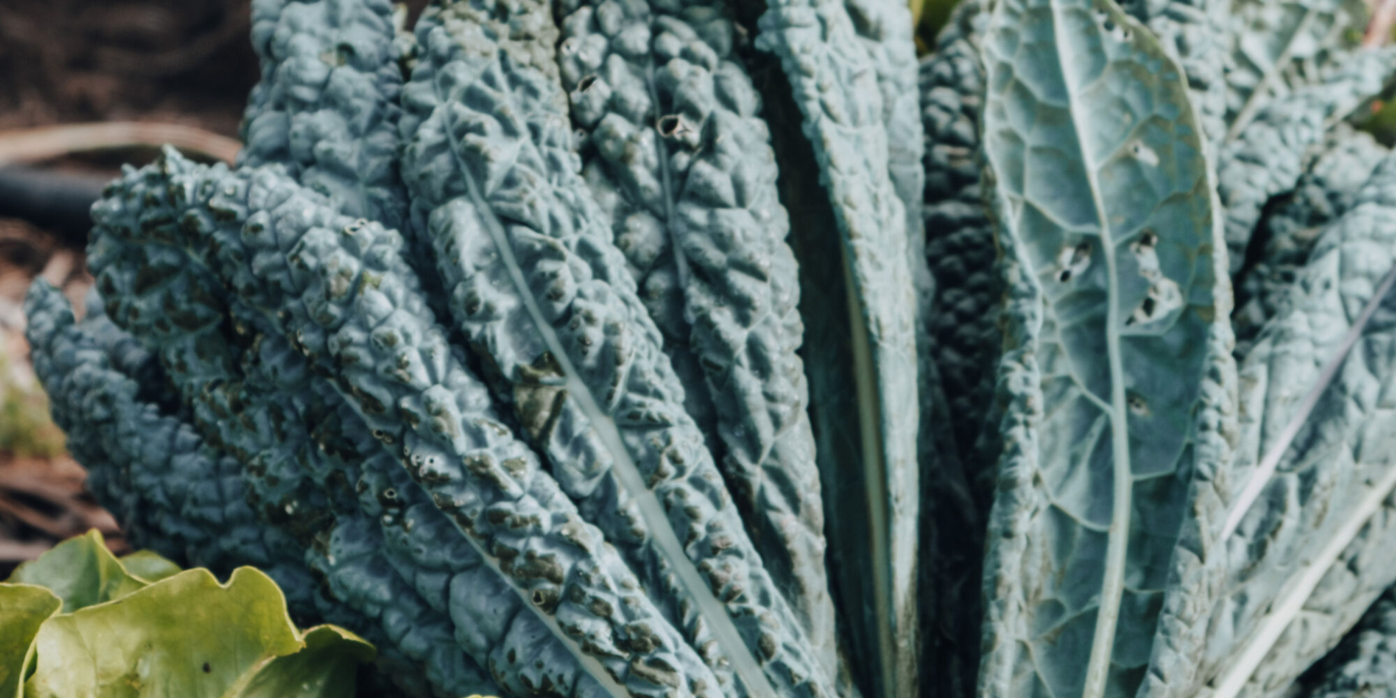 Kwendalo Regenerative Agriculture Plettenberg Bay Garden Route