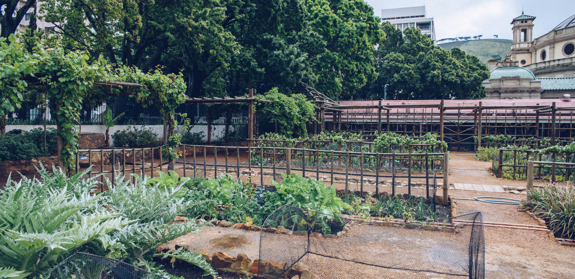 Vegetables at the Company Gardens 3