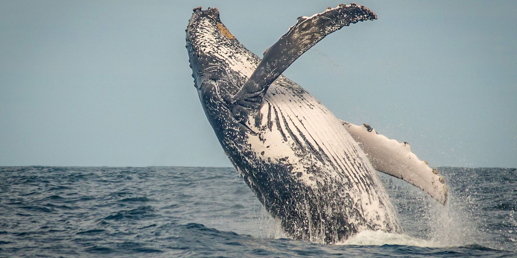 Whale watching 191105 113117 Whale watching 191105 113117