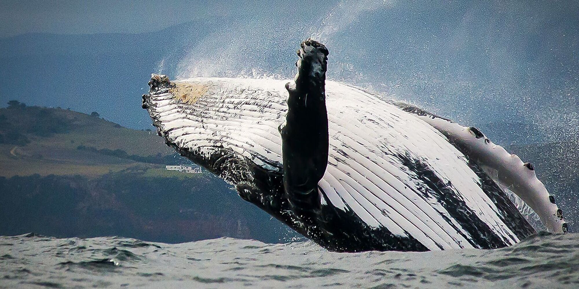 Whale watching 1 Whale watching 1