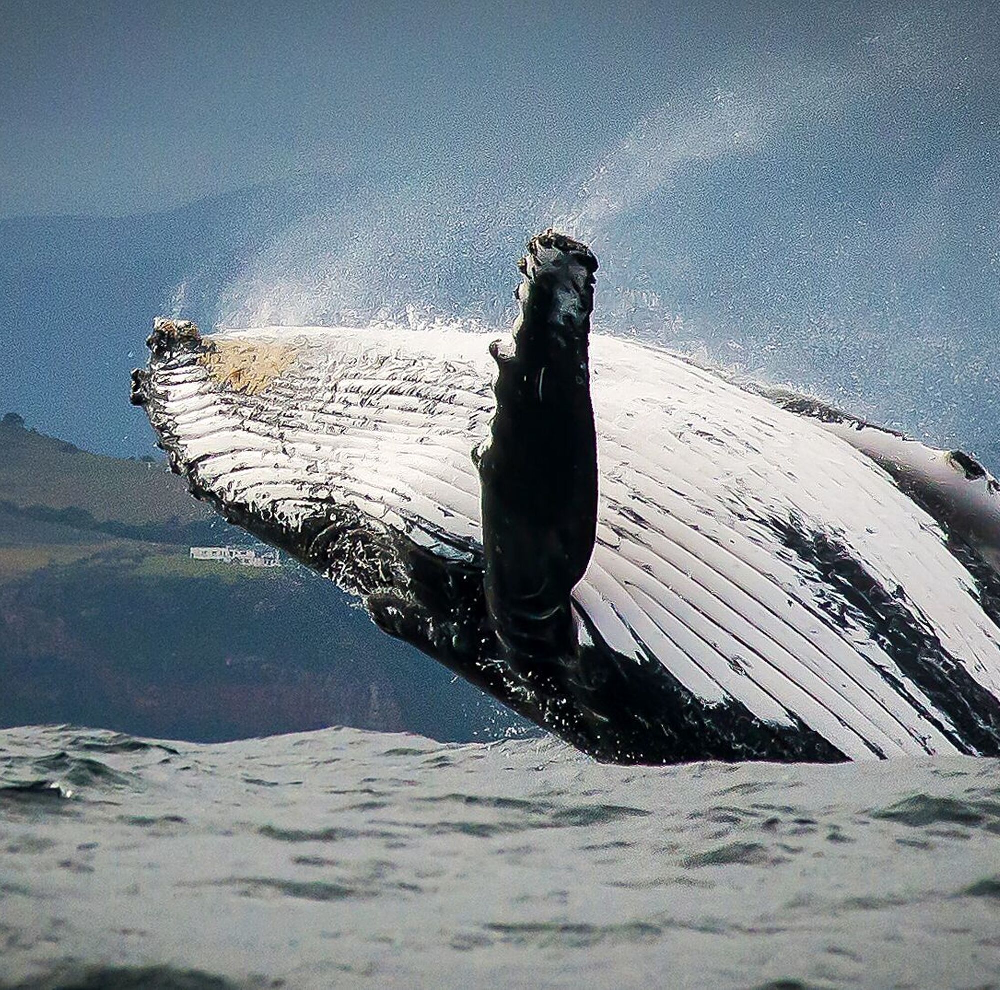 Whale watching 1 Whale watching 1
