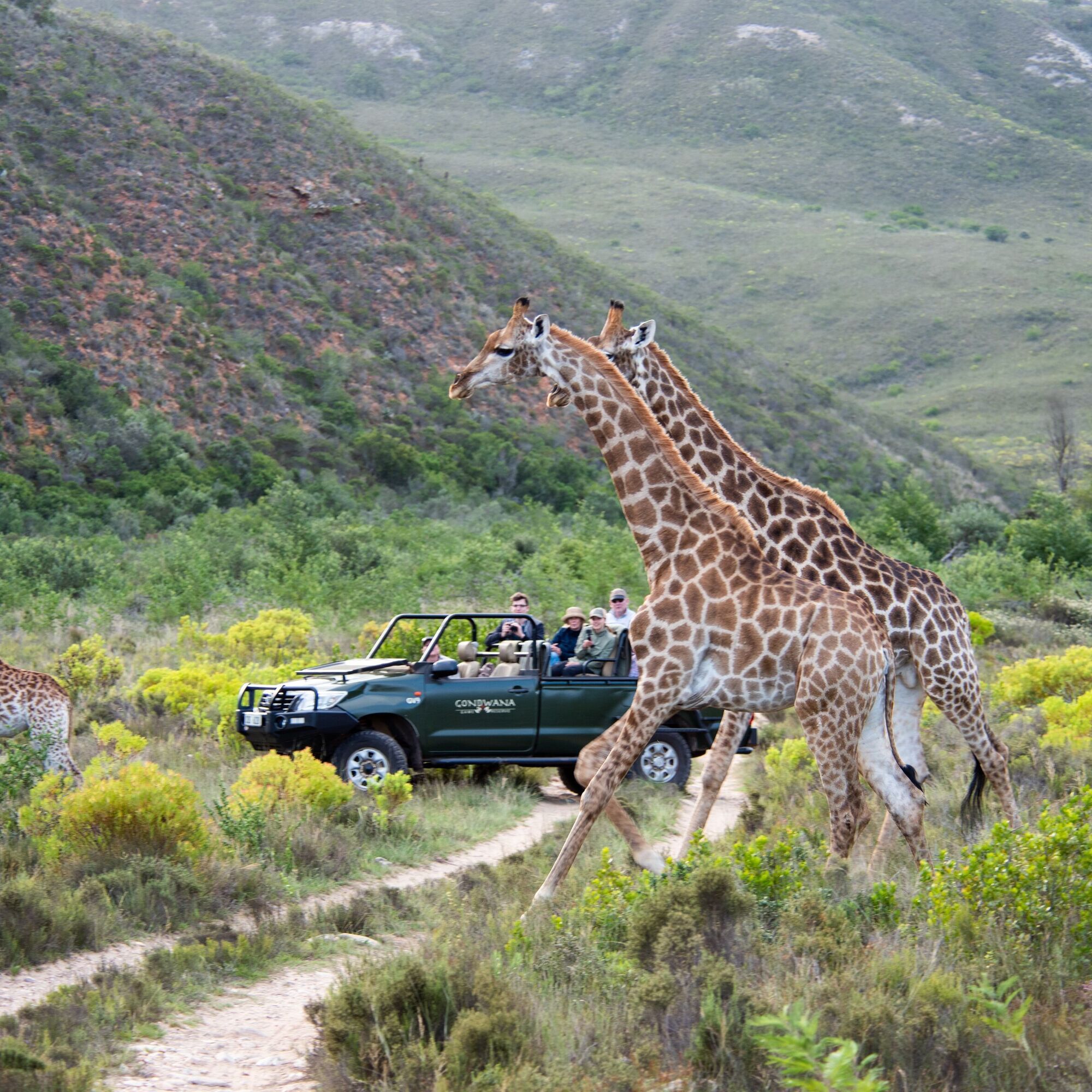 Gondwana Game Drive 3 Gondwana Game Drive 3