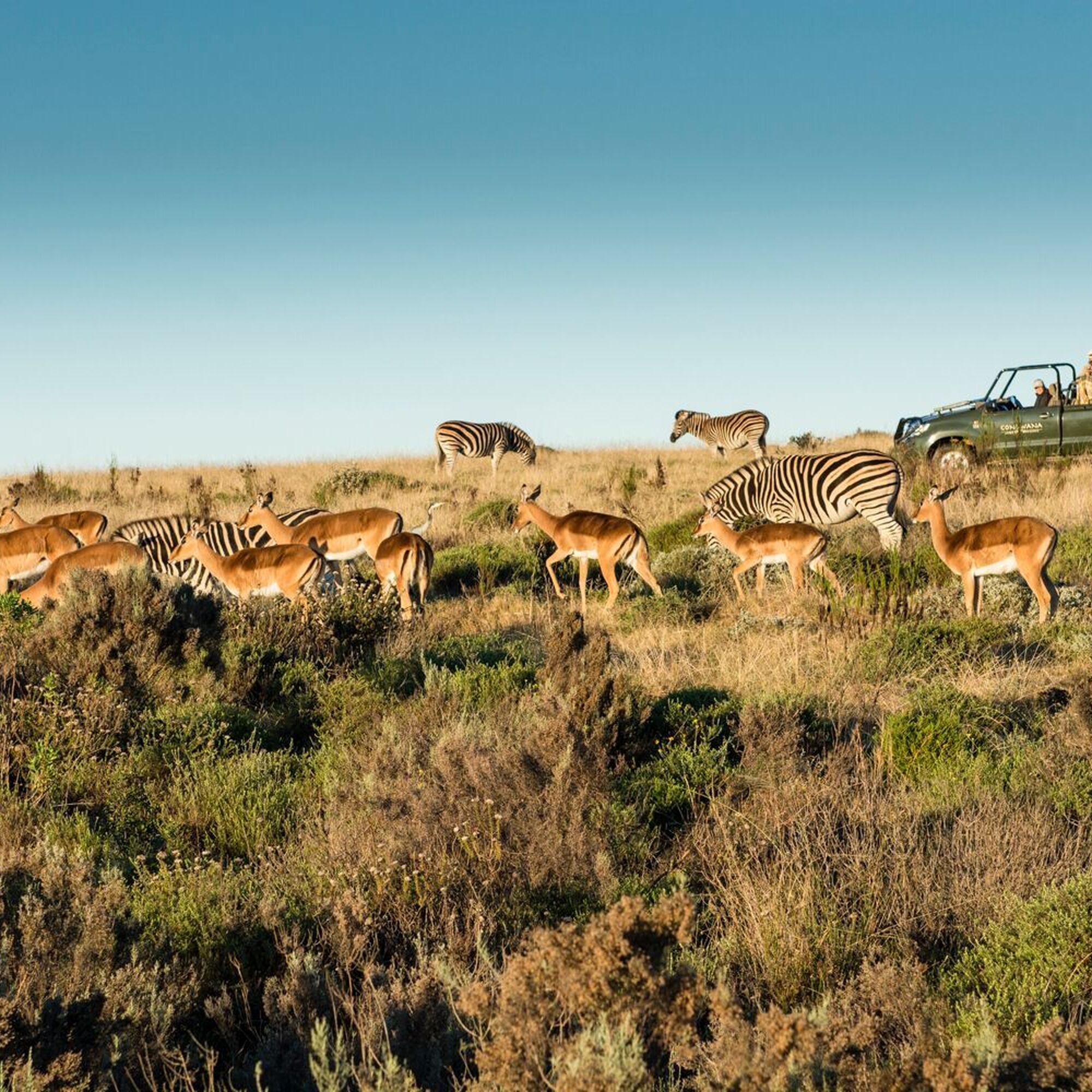 Gondwana Game Drive 12 Gondwana Game Drive 12