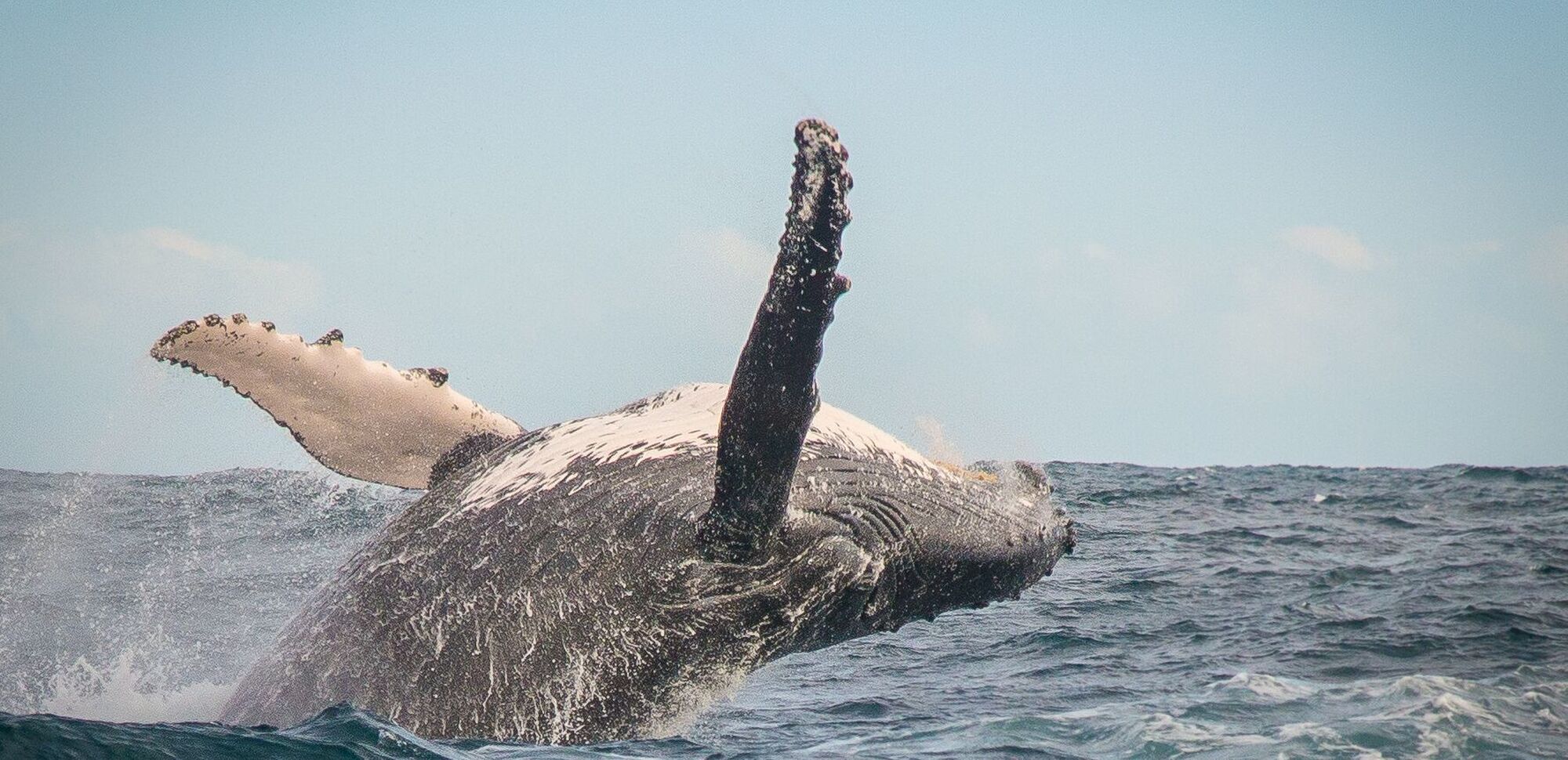 Whale watching 4 Whale watching 4