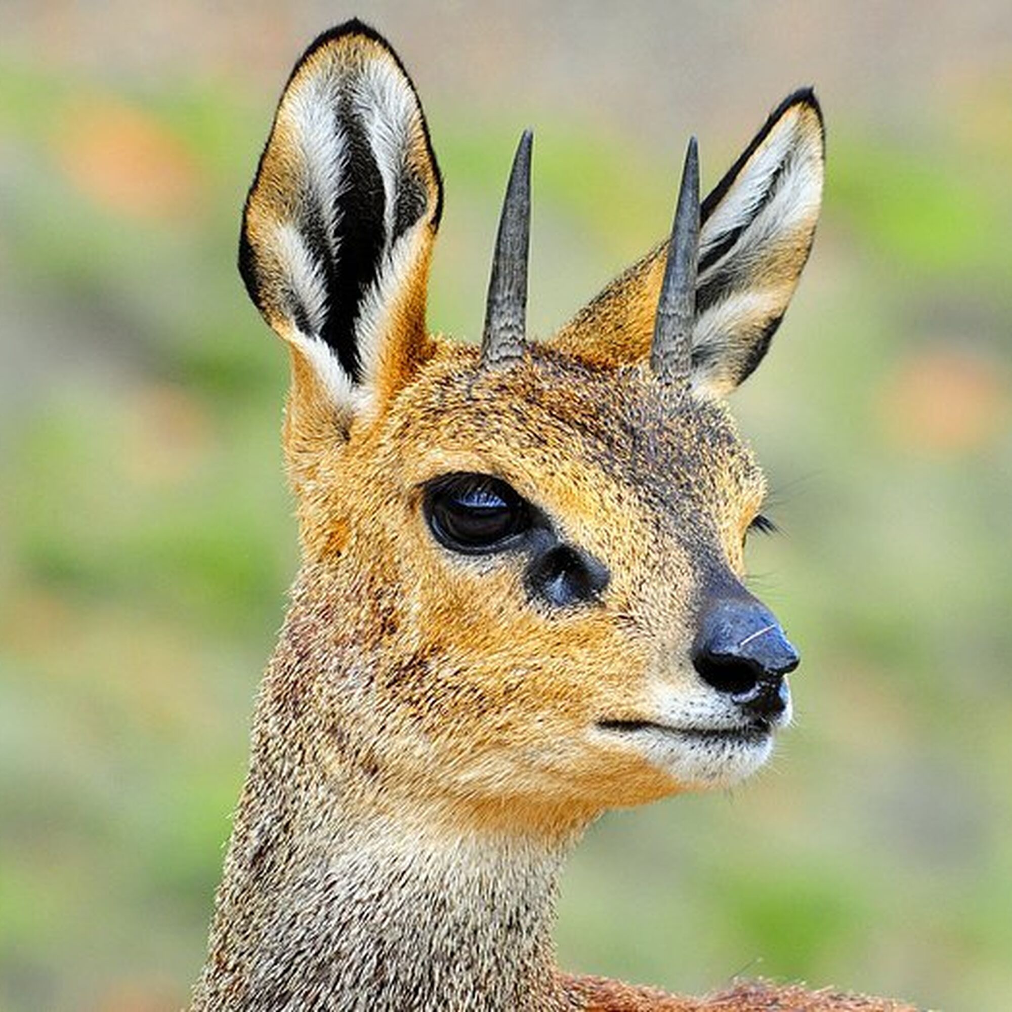 Karoo NATIONAL PARK Karoo NATIONAL PARK