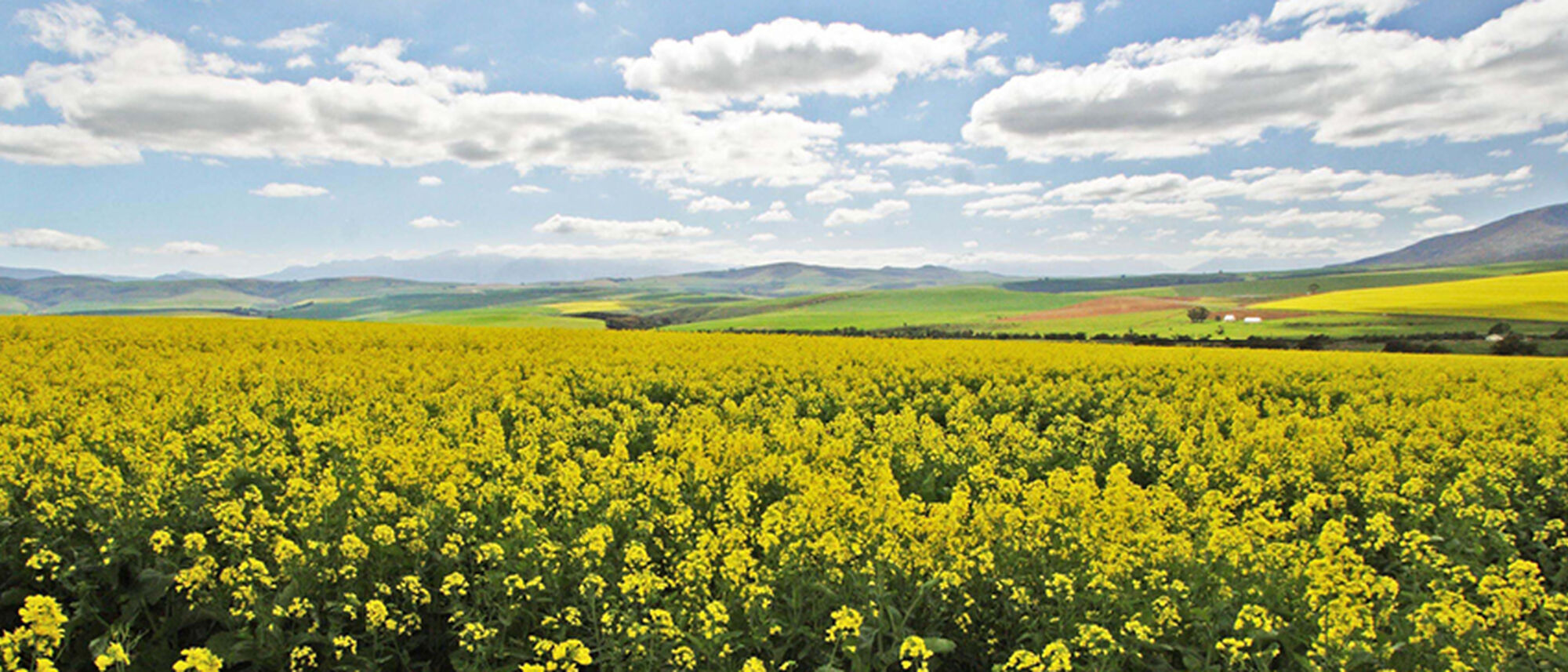 Image Title Image Title