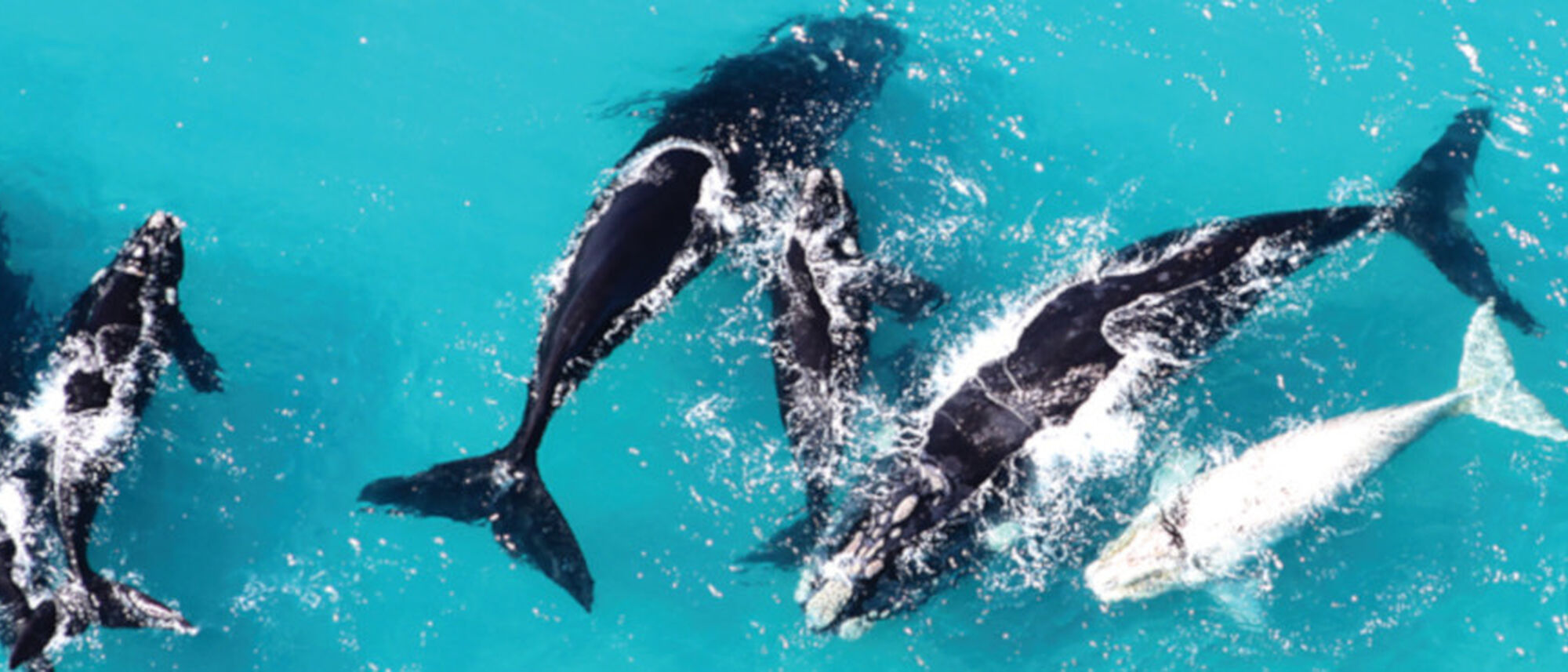 Image Title Image Title