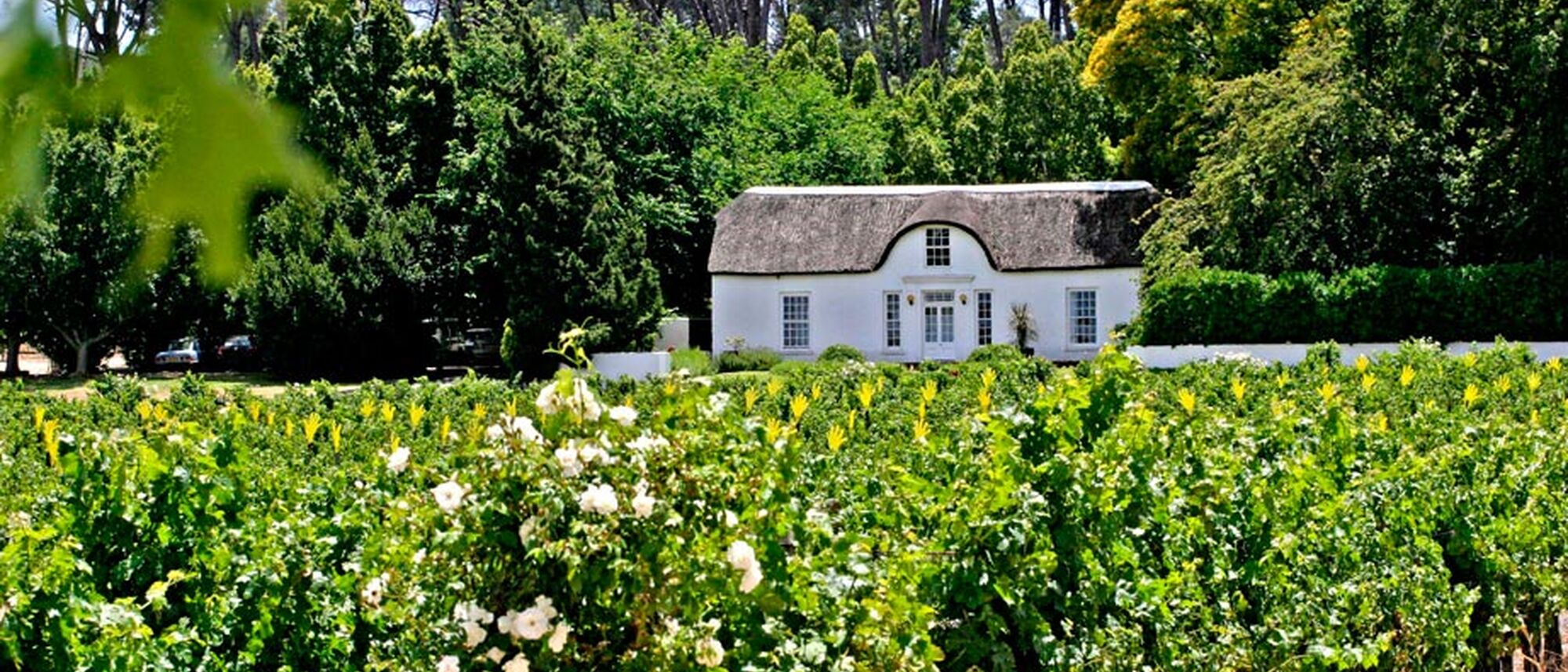 Image Title Image Title