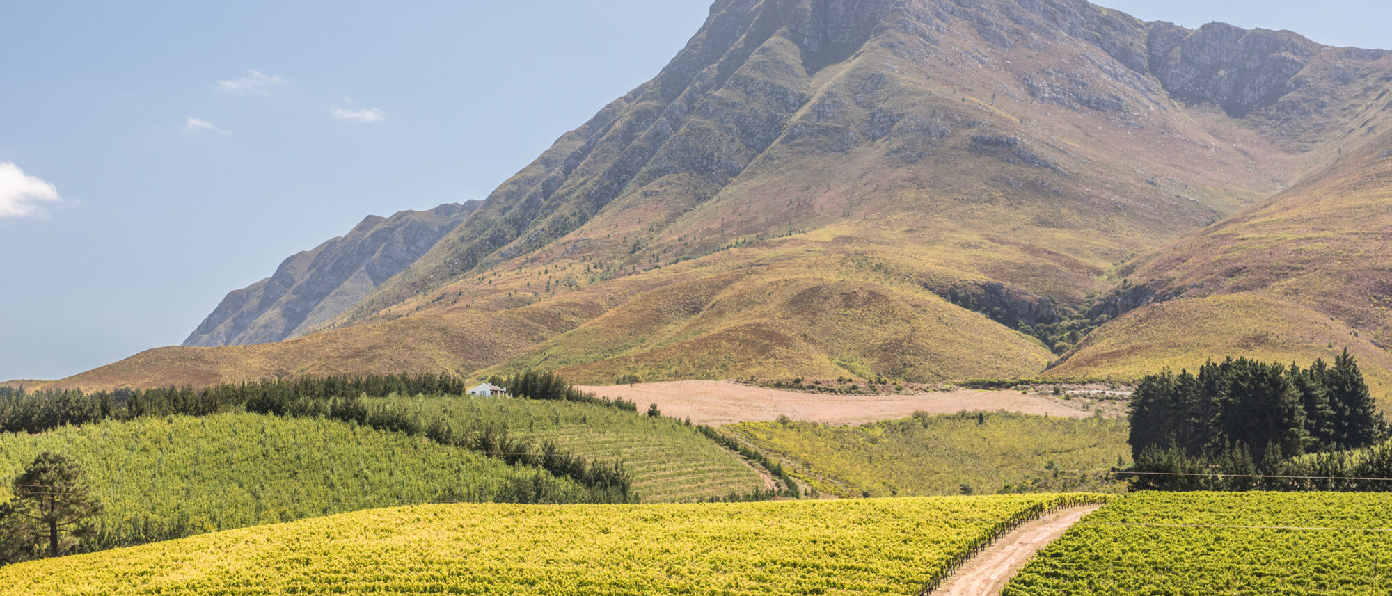 Image Title Image Title