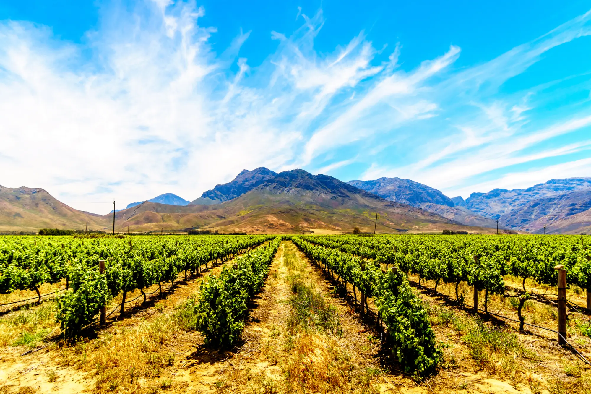 Cape Farm vineyards Cape Farm vineyards