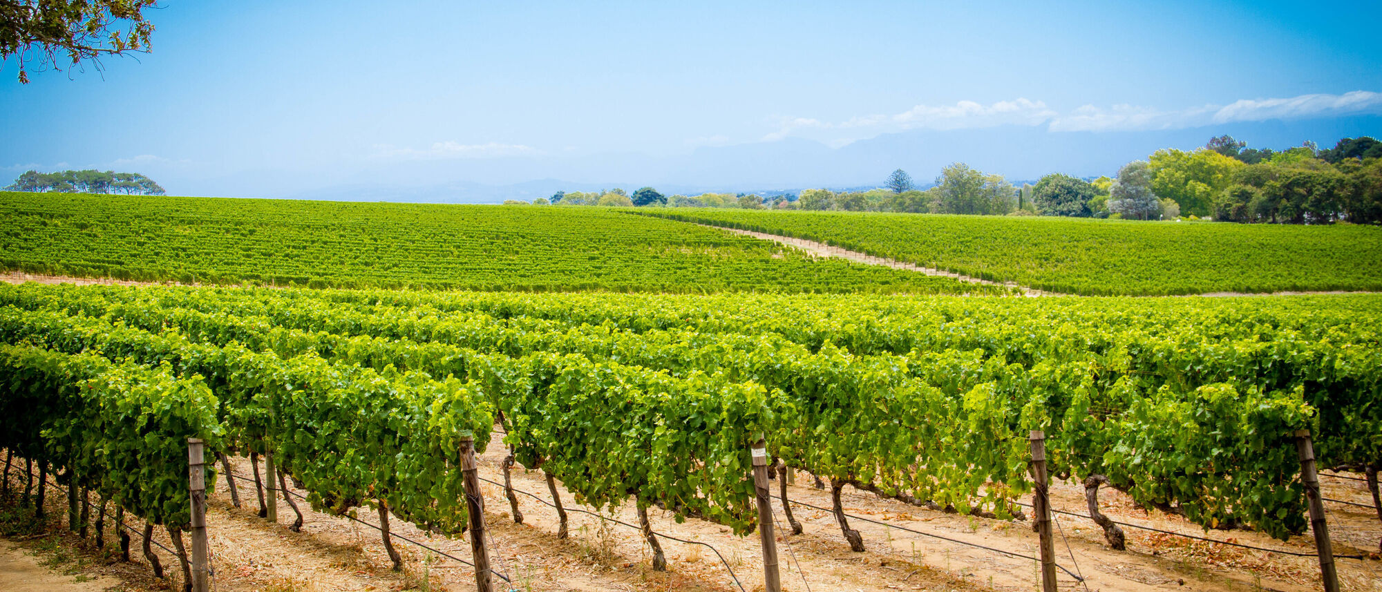 Image Title Image Title