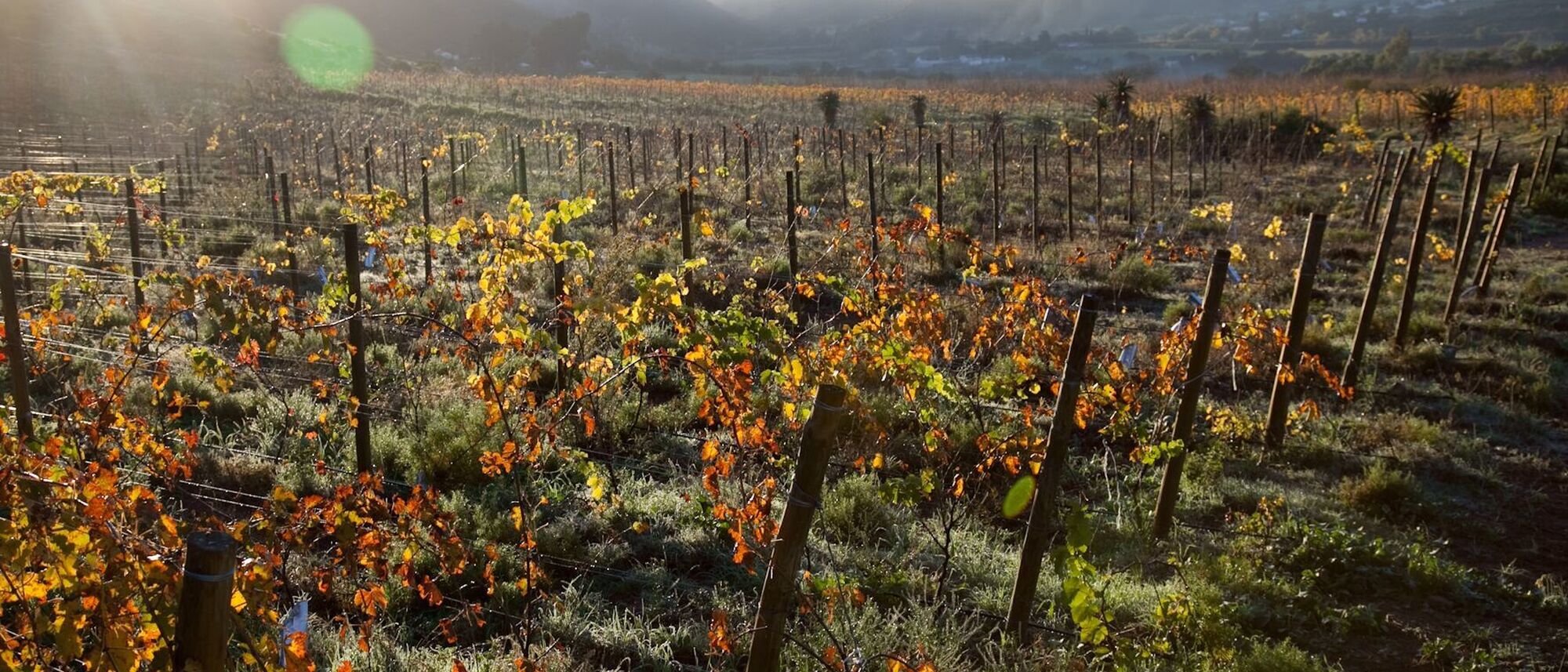 Image Title Image Title