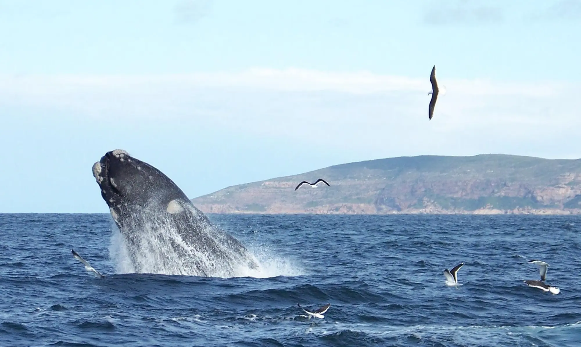 Ocean safaris Ocean safaris