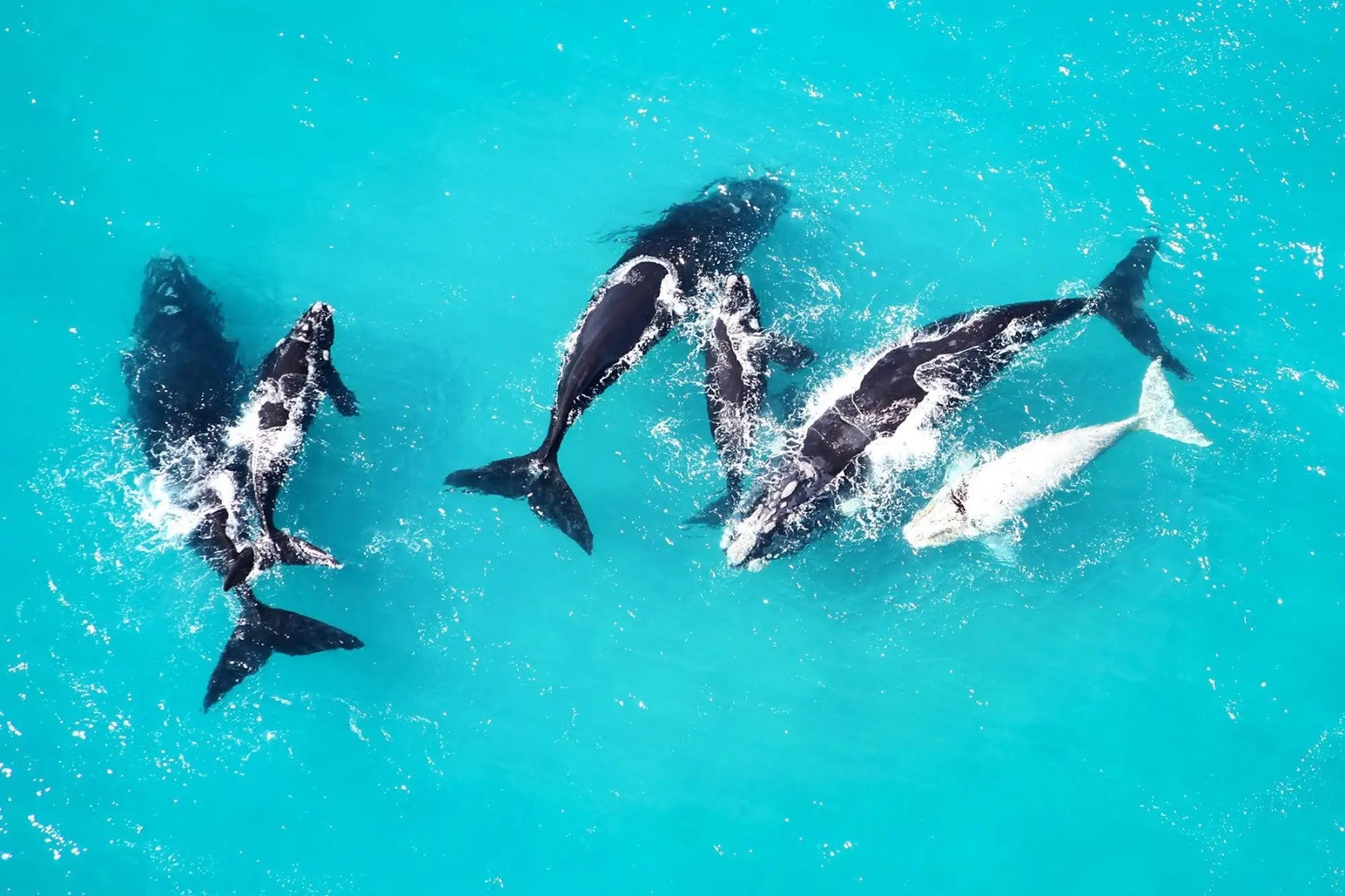Whales Whales