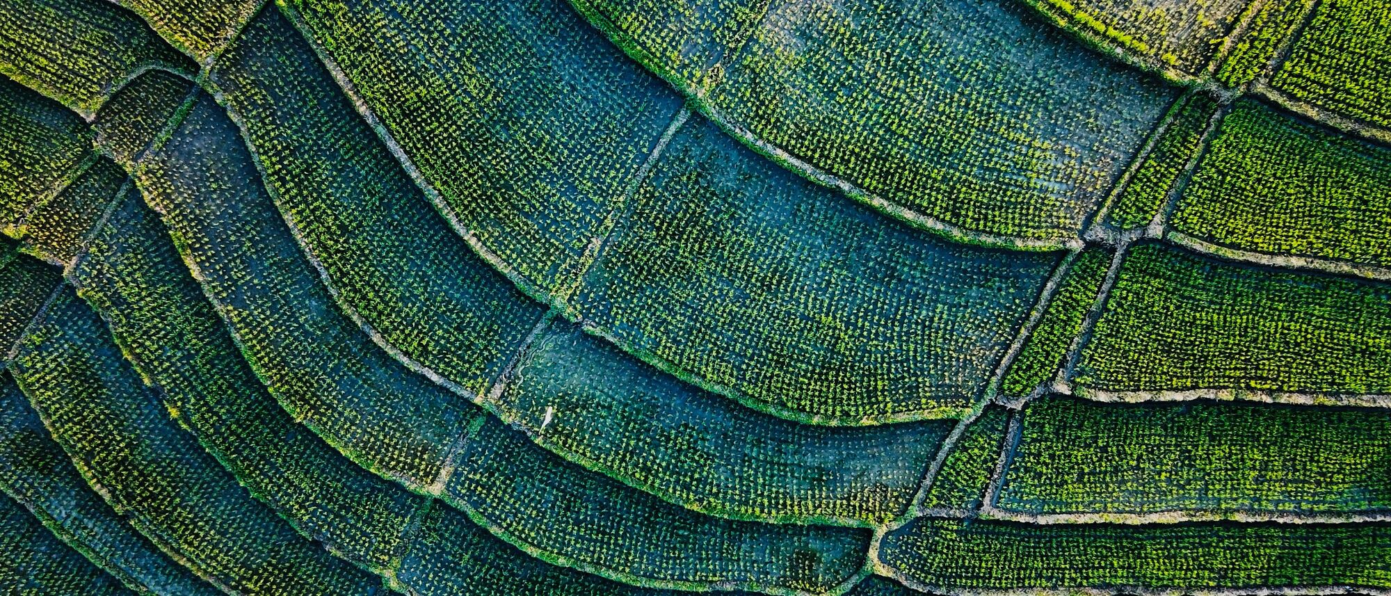 Image Title Image Title