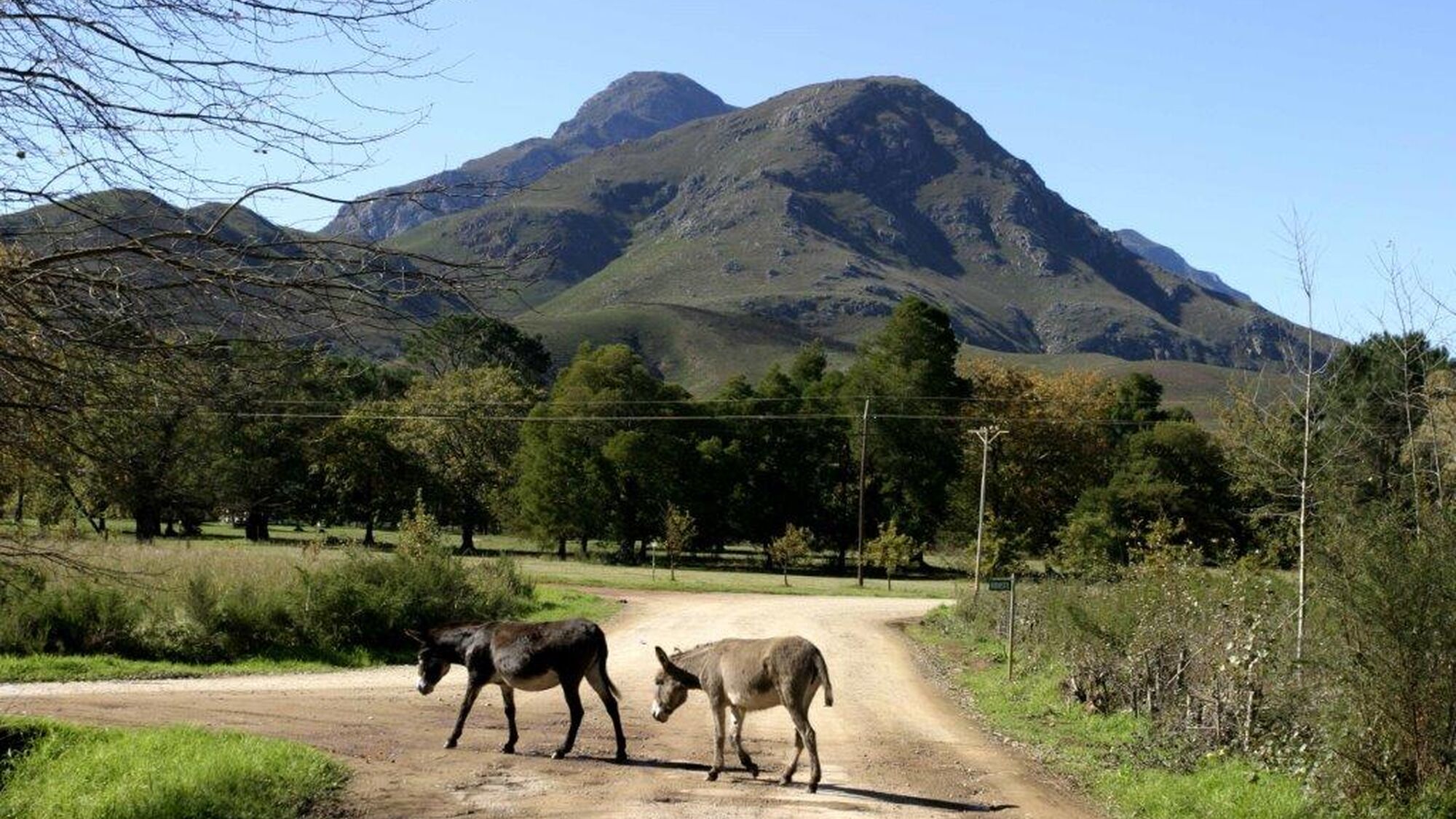 Image Title Image Title