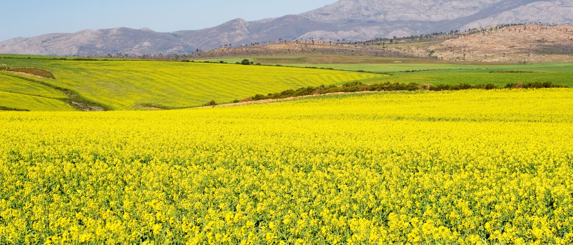 Image Title Image Title