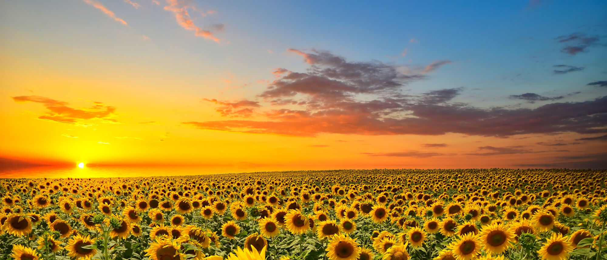 Image Title Image Title