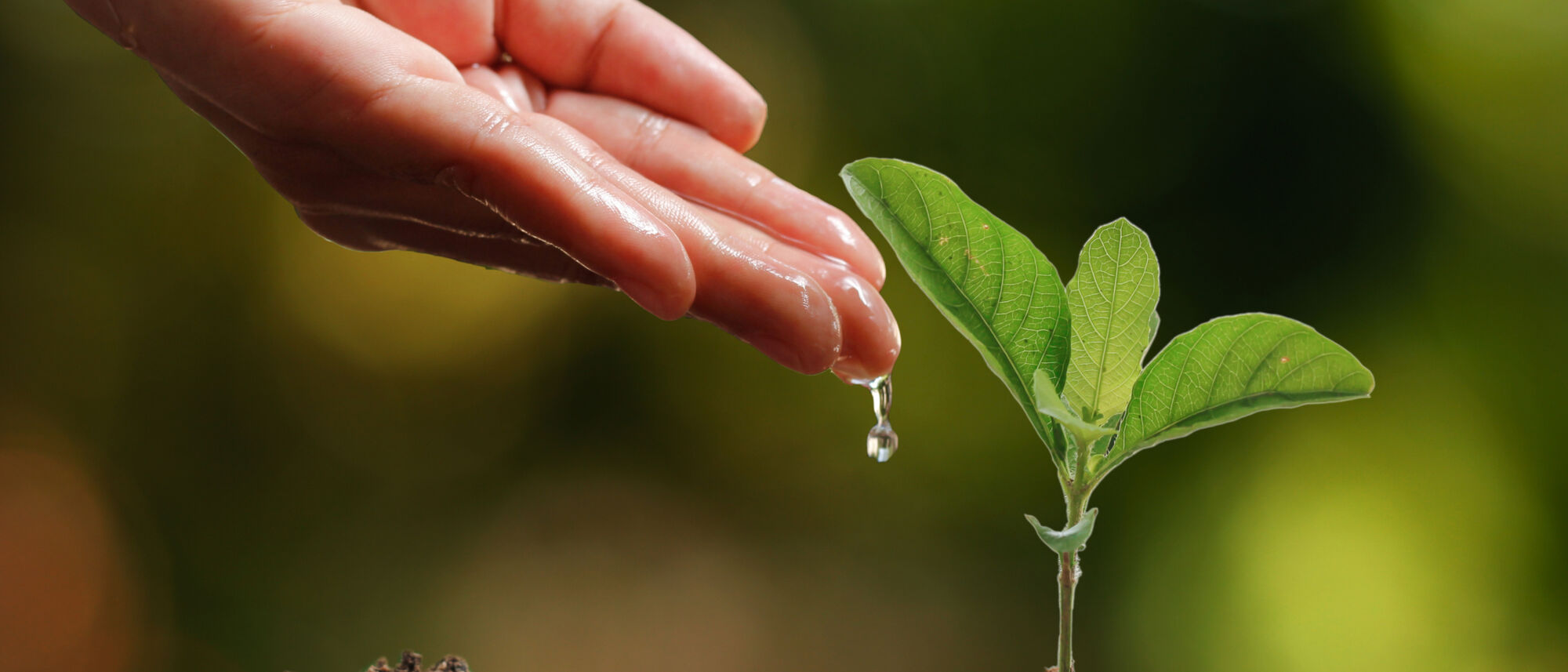 Image Title Image Title